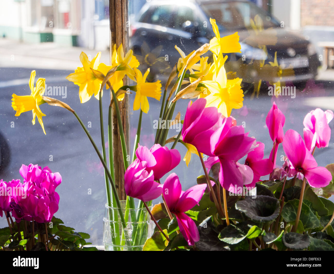 Les fleurs de printemps dans une vitrine dans le château des évêques, Shropshire, au Royaume-Uni. Banque D'Images