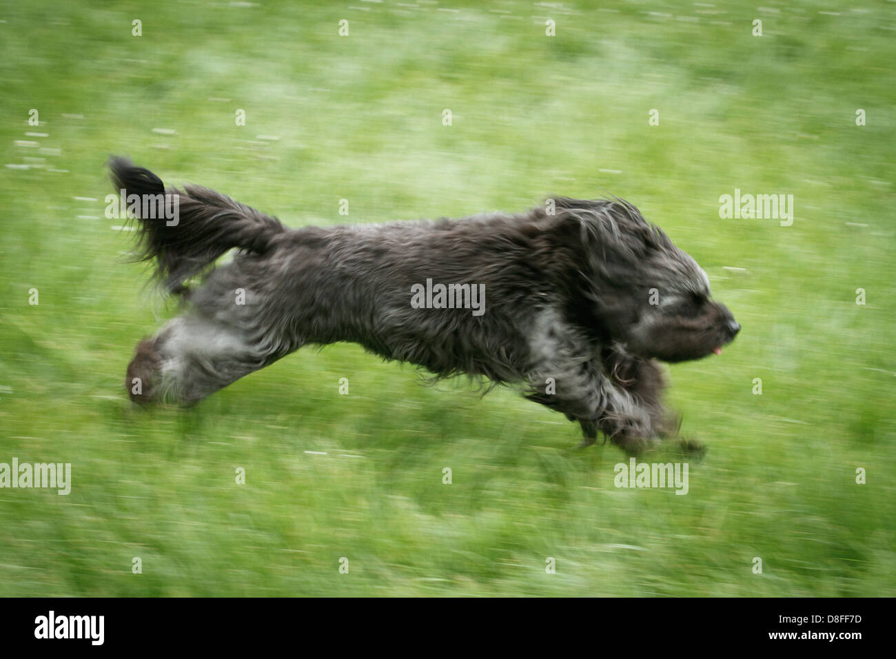 Running dog Banque D'Images