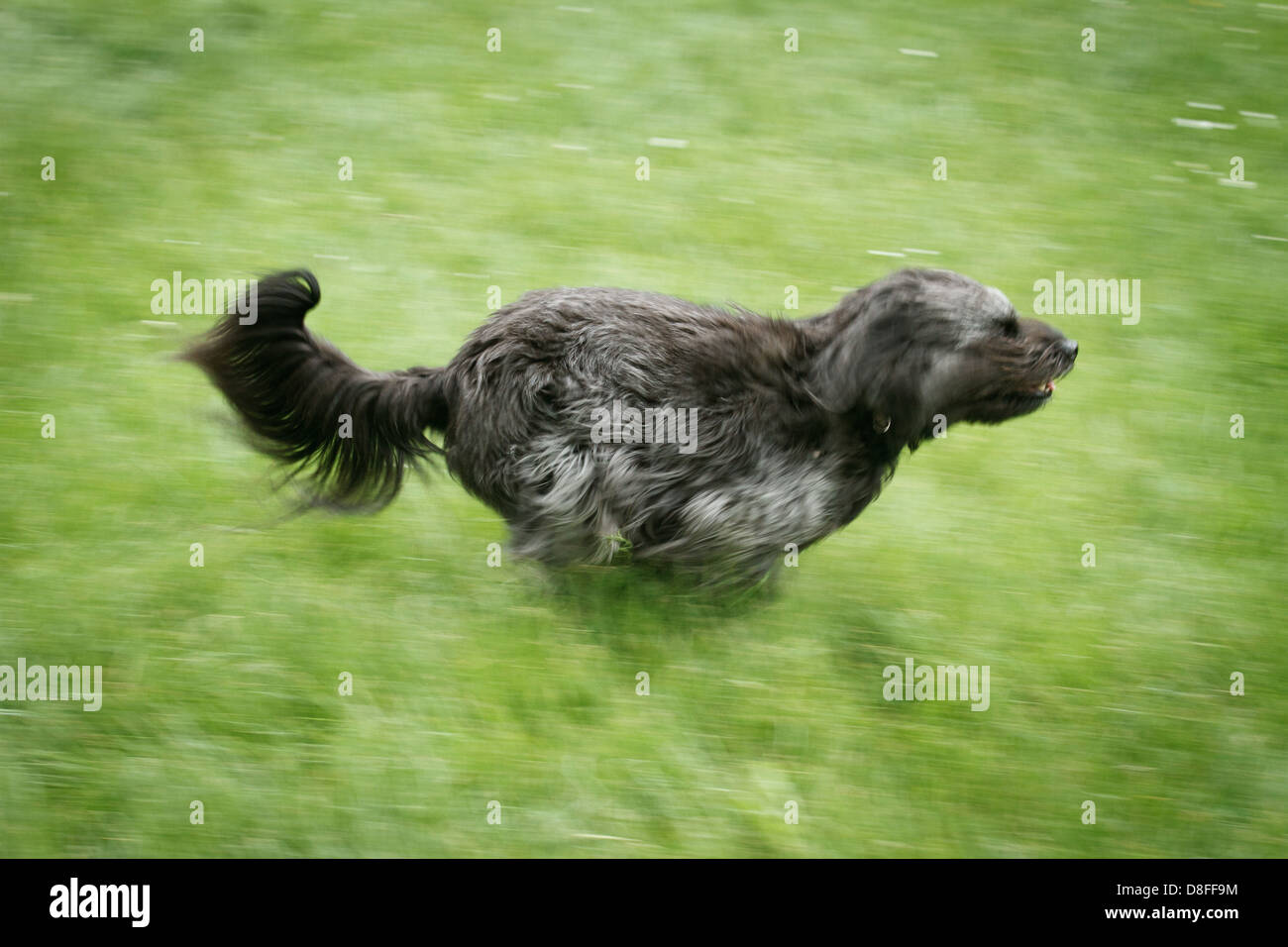 Running dog Banque D'Images