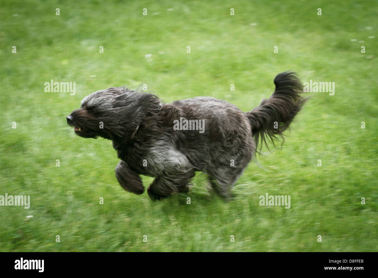 Running dog Banque D'Images