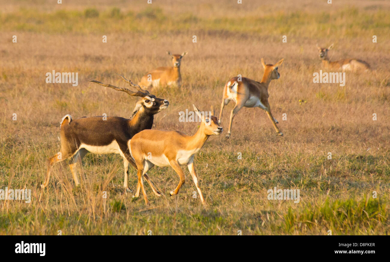 Antilope daim noir daim noir dans la zone de conservation, Khairapur Gulariya, Népal, près de Banque D'Images