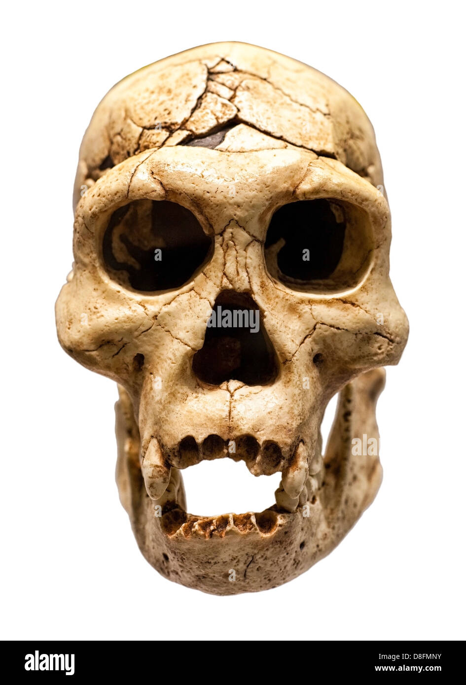 Crâne d'Homo Erectus Banque D'Images