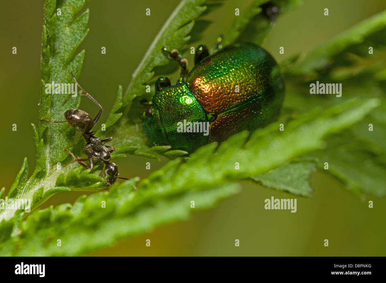 Leaf beetle une fourmi Banque D'Images