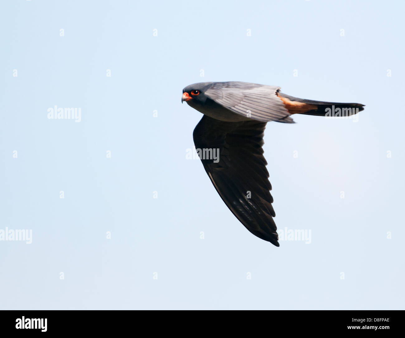 Pieds rouge mâle pèlerin (Falco vespertinus) en vol Banque D'Images