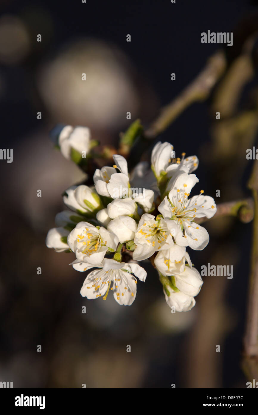 Close up printemps pittoresque vue de prunier en fleurs en pleine floraison, dans un jardin anglais dans le comté de Cheshire. Banque D'Images