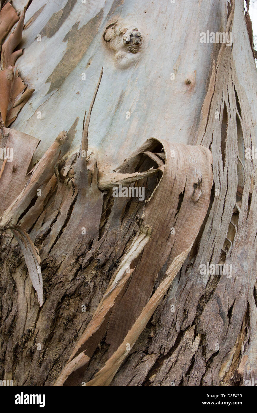 Peler l'écorce d'un arbre d'Eucalyptus Banque D'Images