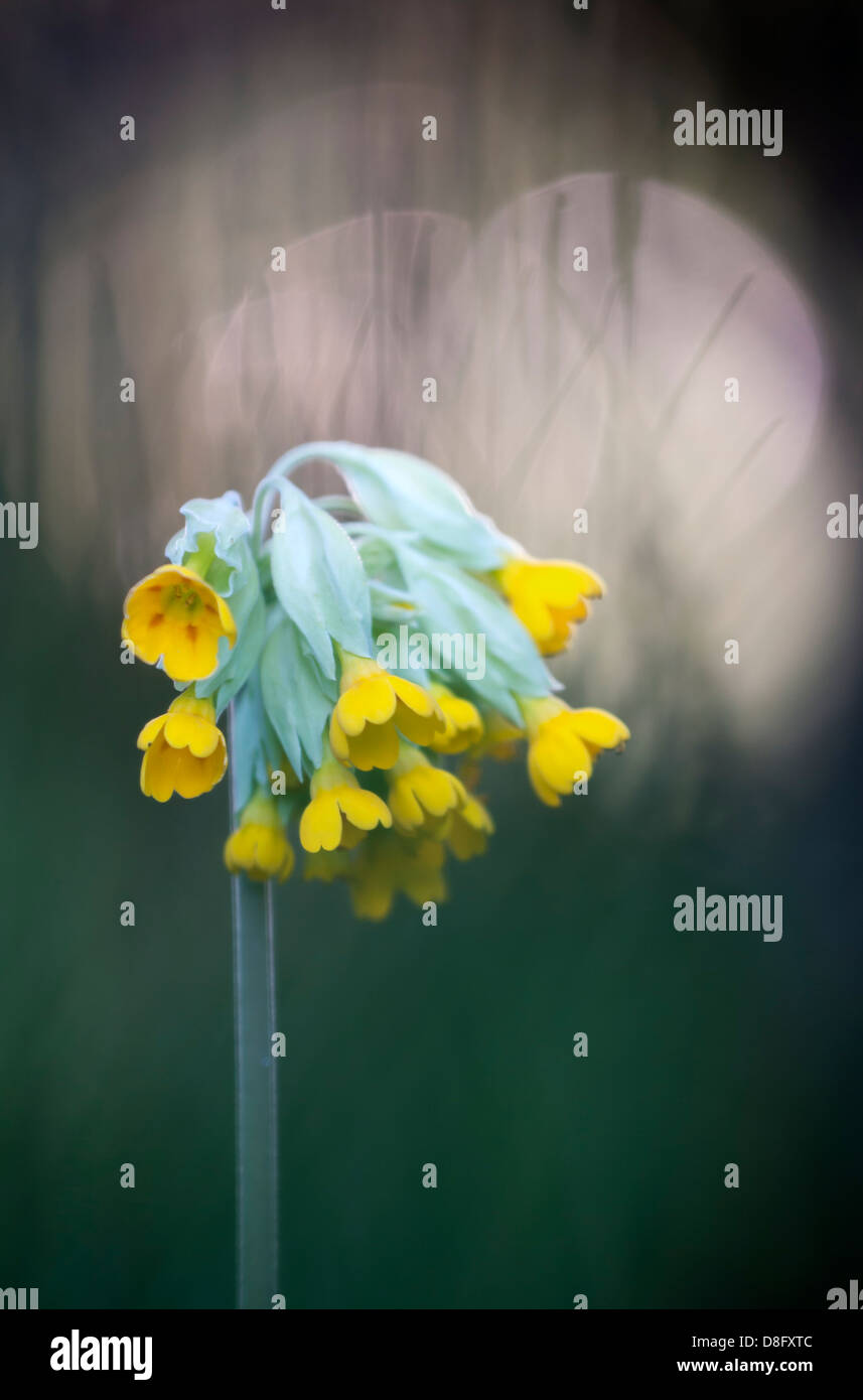 Coucou bleu au crépuscule (primula veris) Banque D'Images