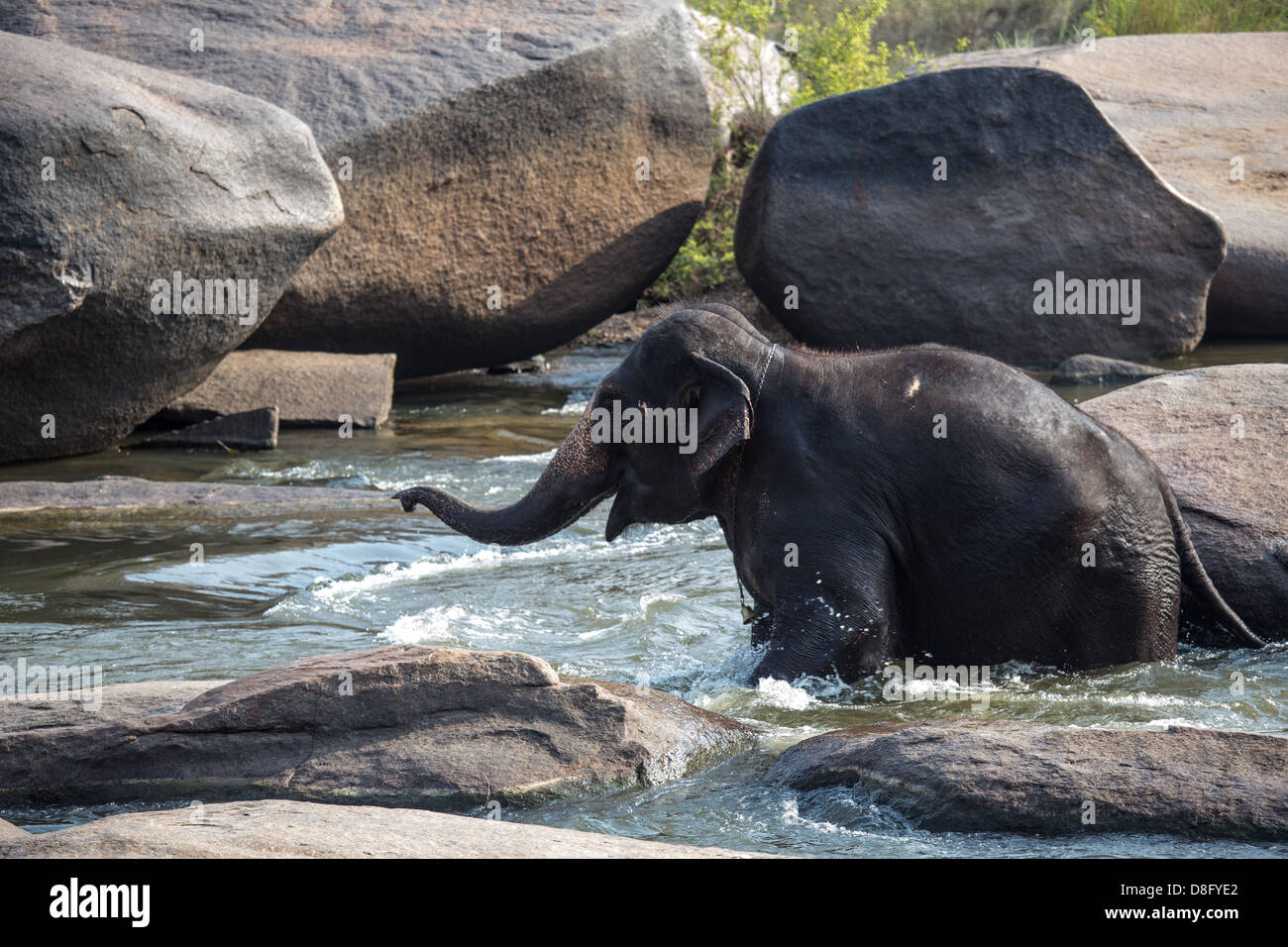 L'éléphant du Temple baignade en rivière, Hampi, Inde Banque D'Images