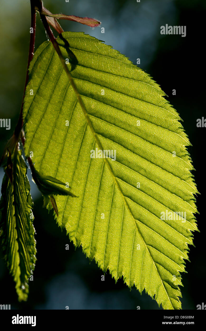 Close-up photos générique de feuilles sur les arbres, East Sussex, UK. Banque D'Images