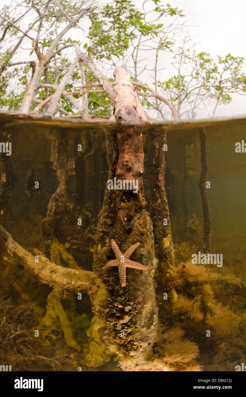 L'Étoile de mer sur une racine de mangrove près de Key Largo, en Floride Banque D'Images