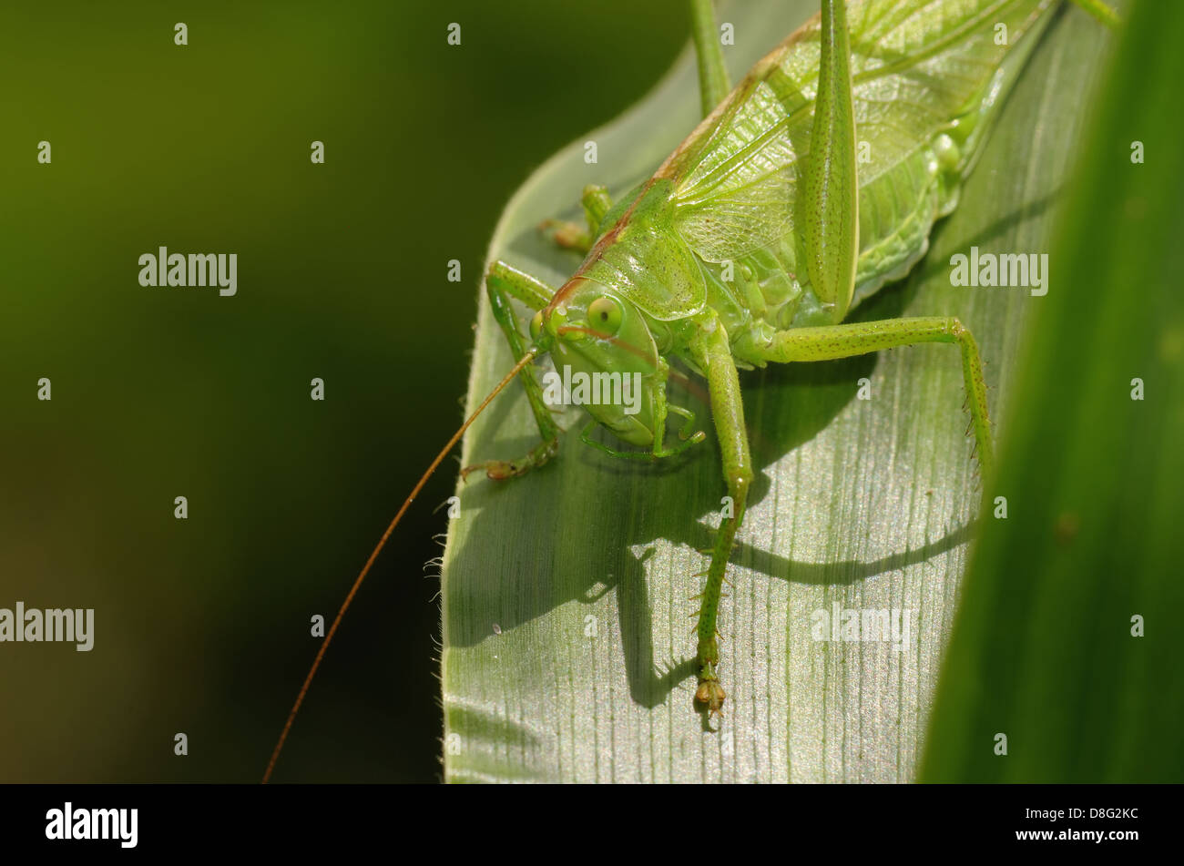 Tettigonia viridissima Banque D'Images