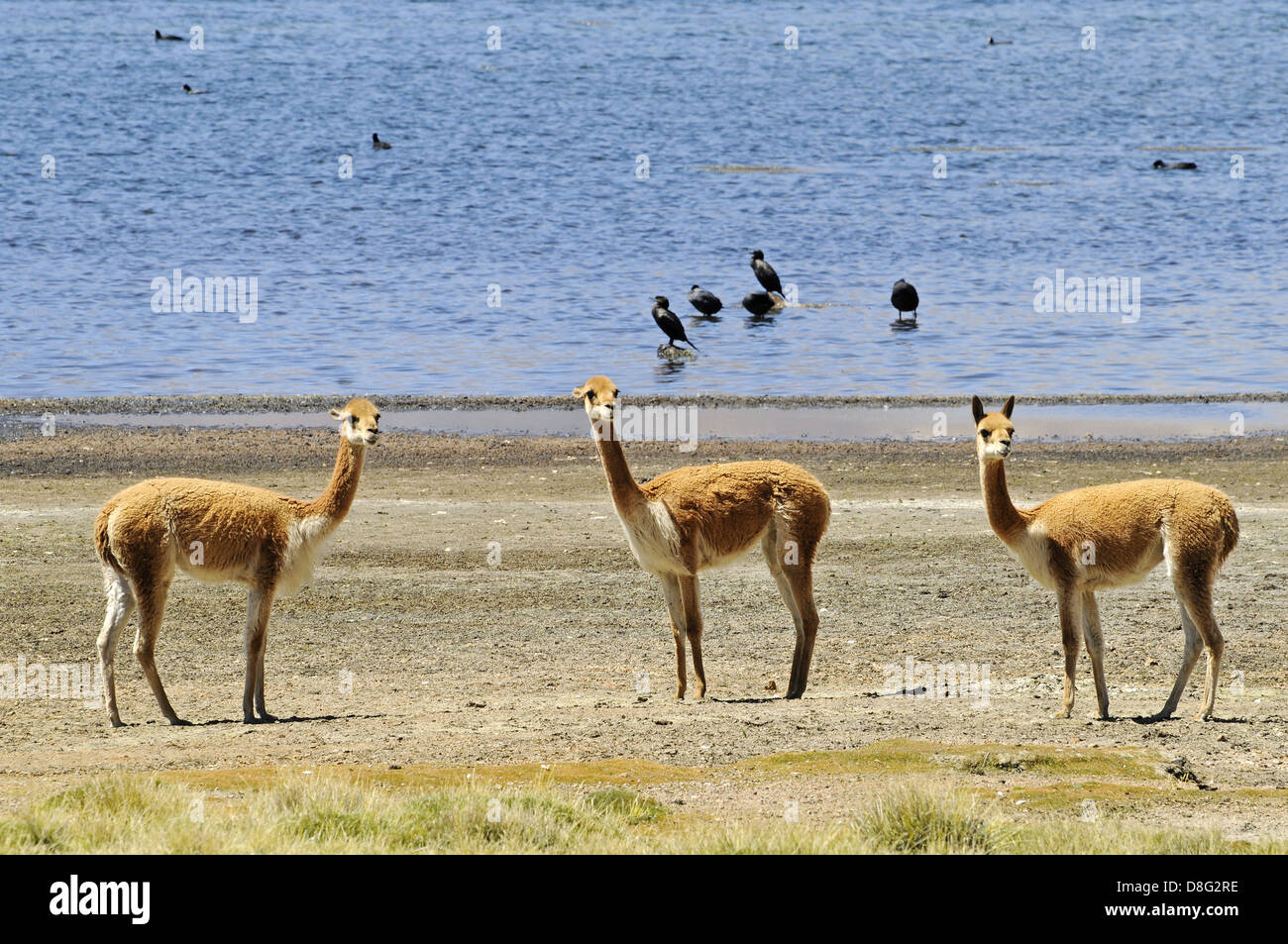 Guanacos Banque D'Images