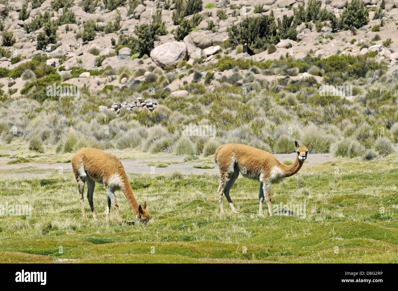 Guanacos Banque D'Images