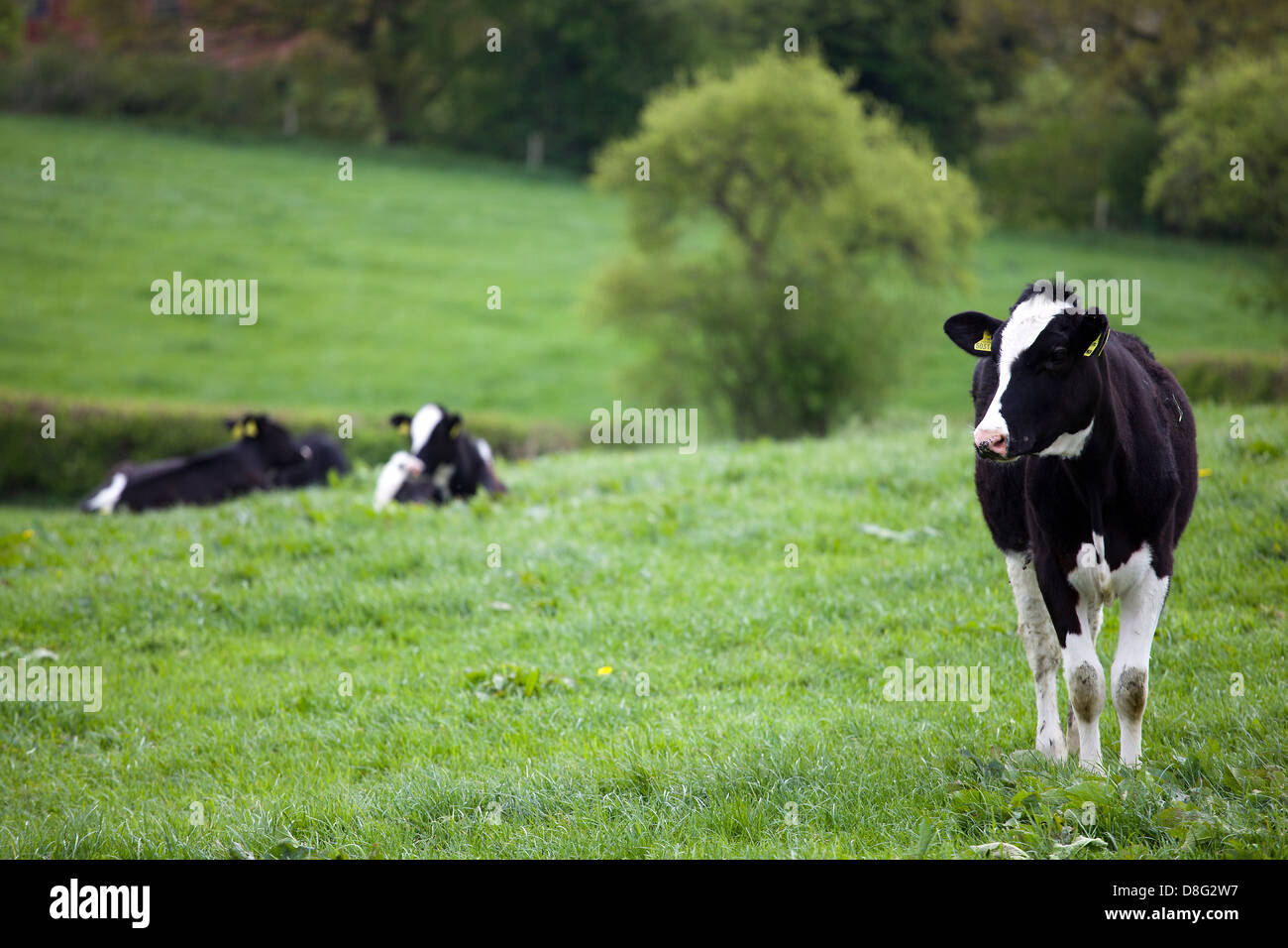 Les vaches dans les champs autour de Cheshire, Royaume-Uni Banque D'Images