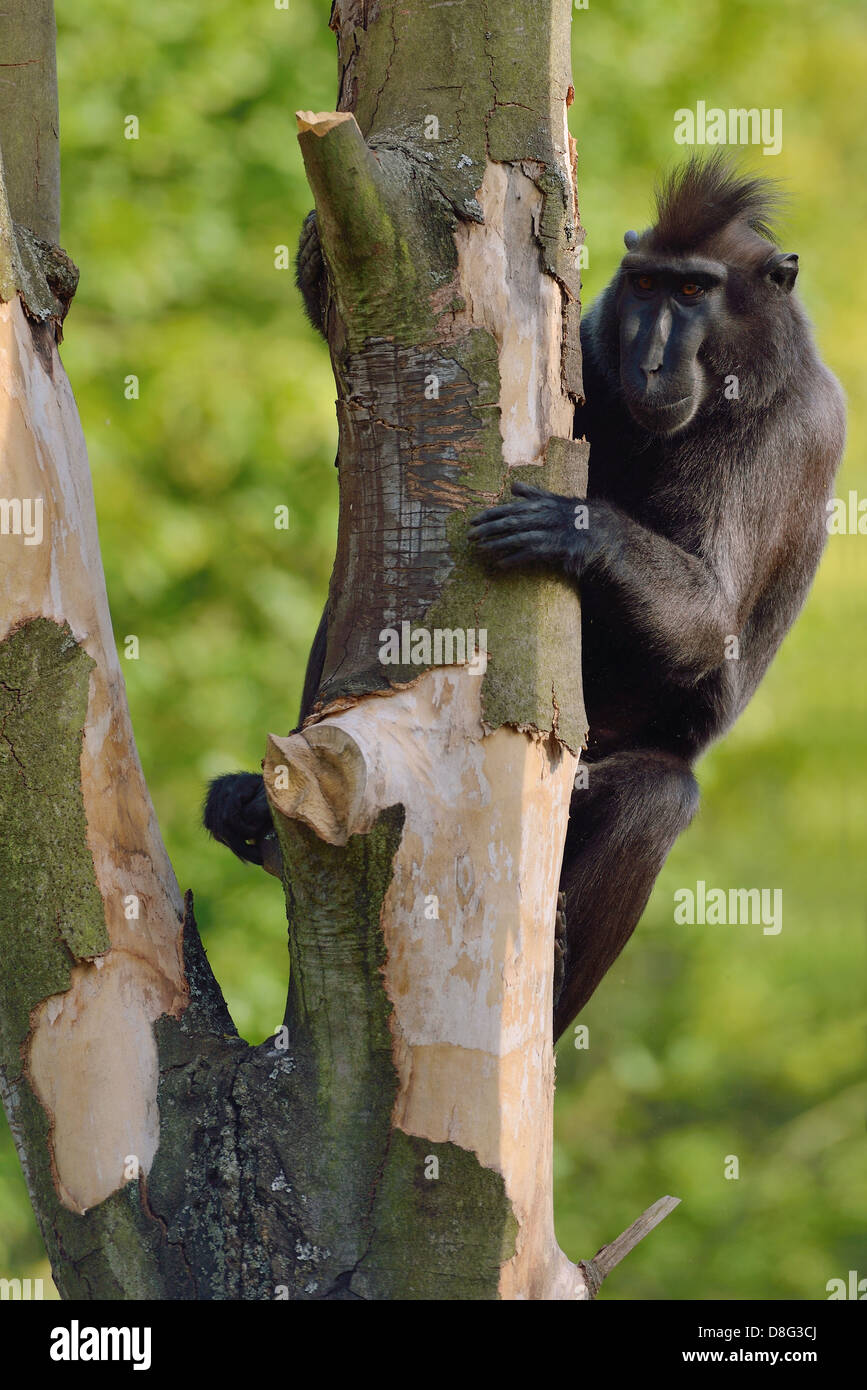 Les Célèbes macaque à crête Banque D'Images