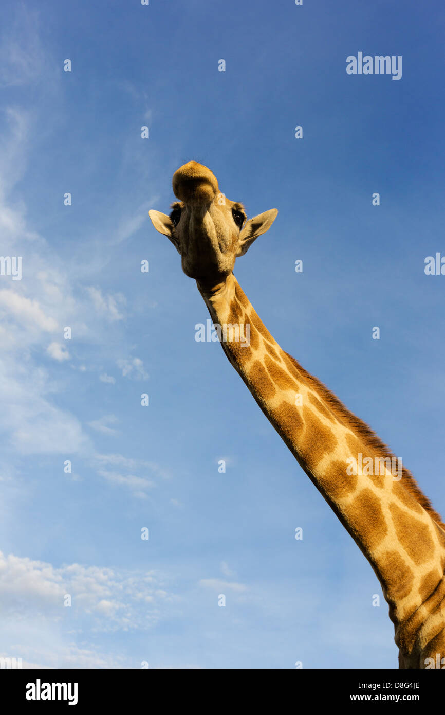 Vue de dessous d'un sud de la Girafe (Giraffa camelopardalis giraffa).L'Afrique du Sud Banque D'Images