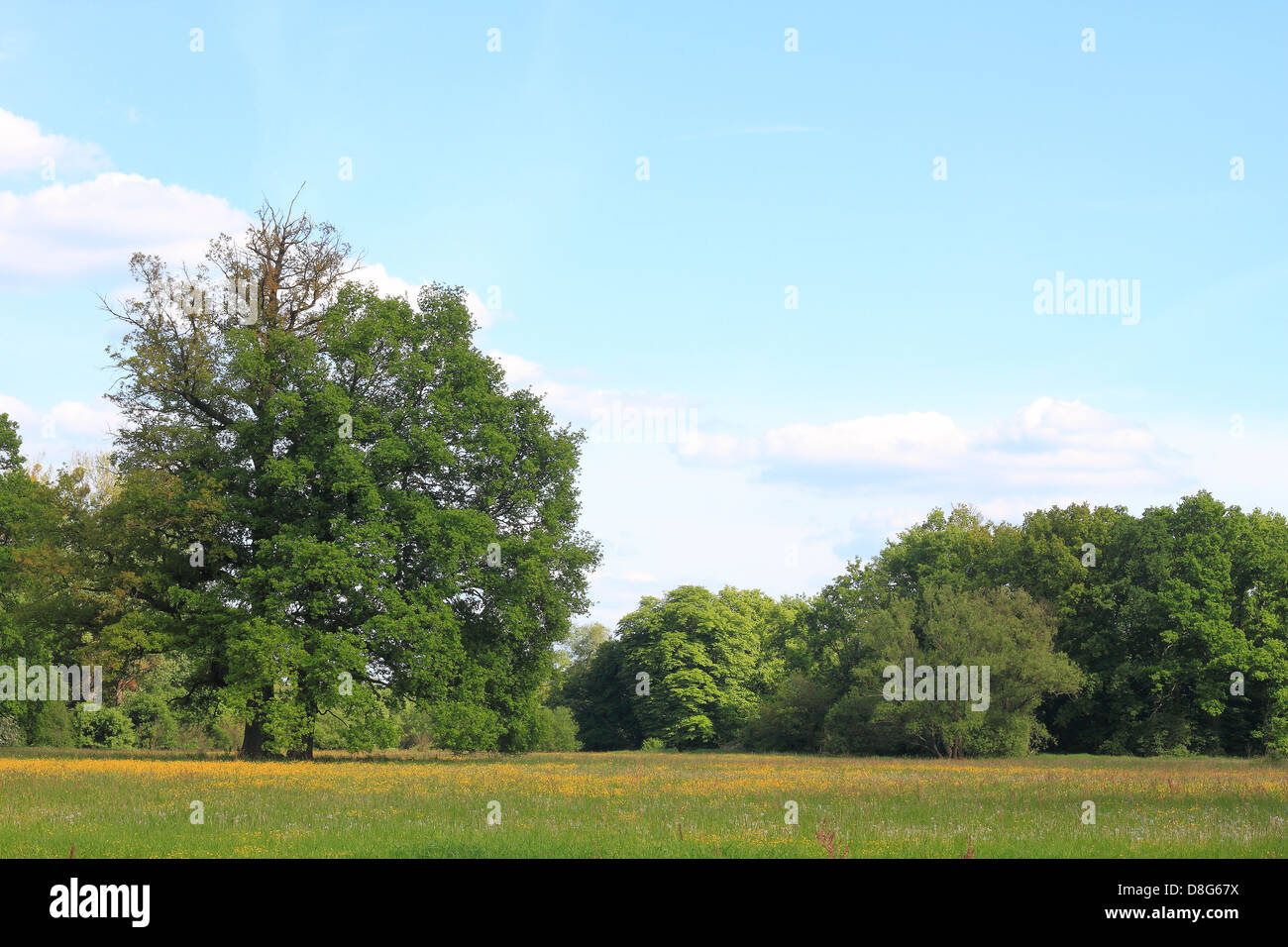 Prairie dans une plaine Banque D'Images