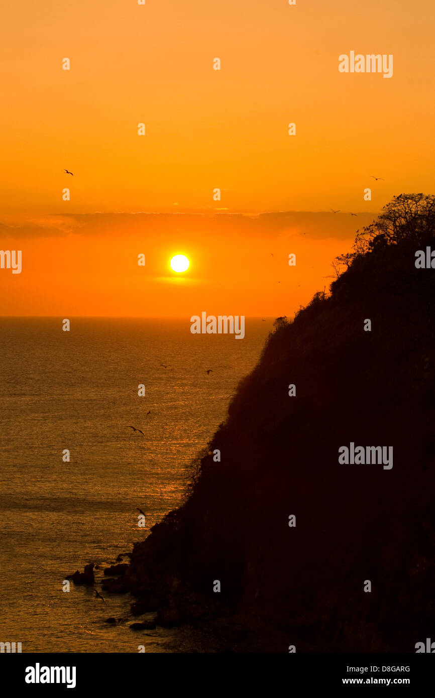 Les oiseaux de mer au coucher du soleil dans l'île de Pacheca Banque D'Images