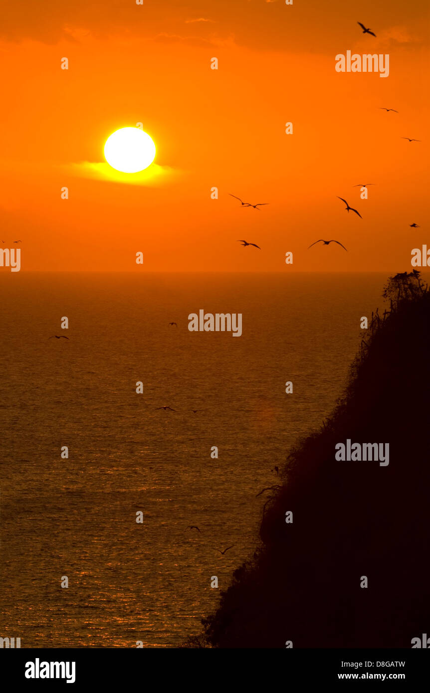 Les oiseaux de mer au coucher du soleil dans l'île de Pacheca Banque D'Images