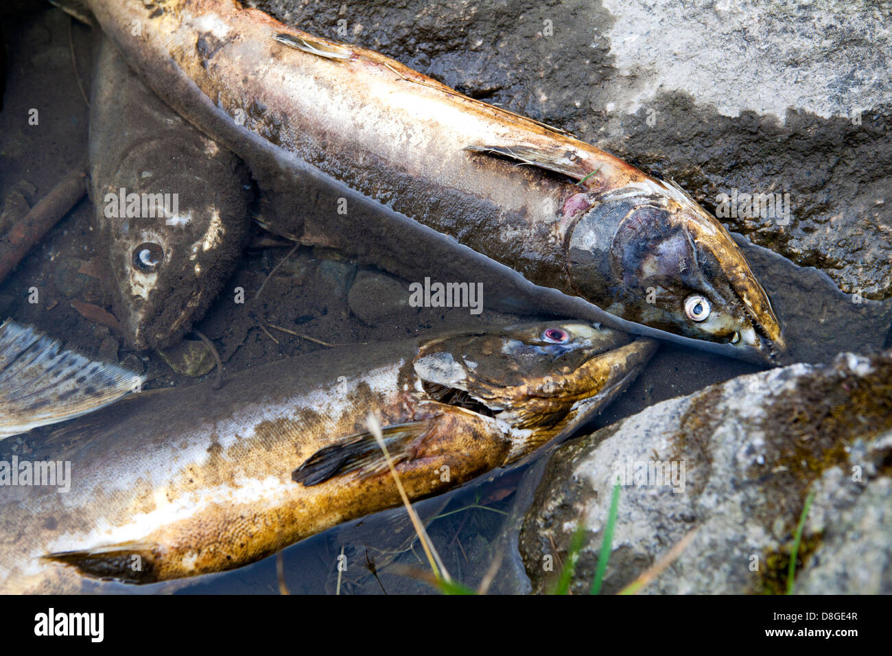 Les poissons morts. Saumon à la fin de la saison de frai. Banque D'Images
