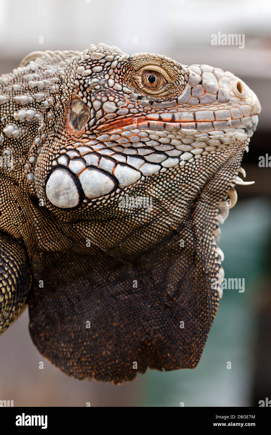 Gros plan d'une photo d'un iguane. Communément connu sous le nom de green iguana, essence : Iguana iguana. Prises à Oranjestad, Aruba. Banque D'Images