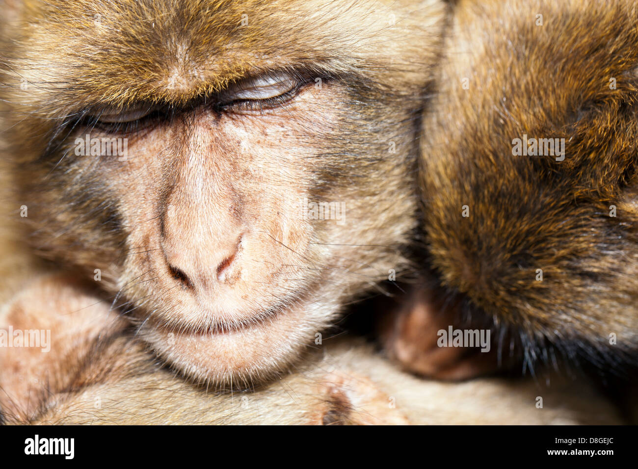 Les trois singes le partage d'un group hug comme ils se blottir et dormir ensemble. Macaque de Barbarie (Macaca sylvanus), une espèce en voie de disparition. Banque D'Images