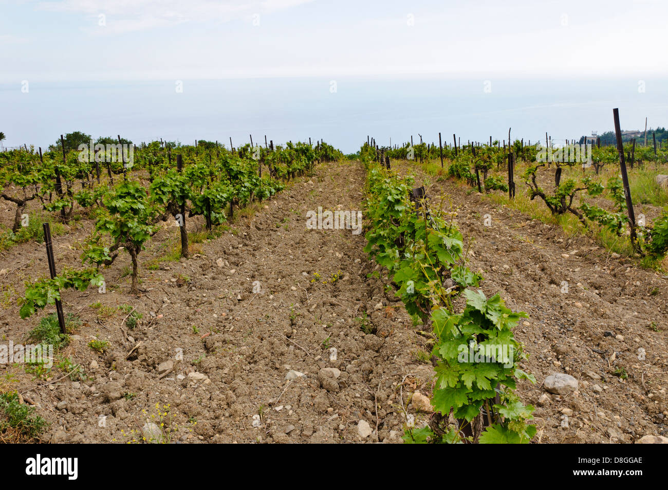 Vignoble près de Yalta, Crimée, Ukraine Banque D'Images