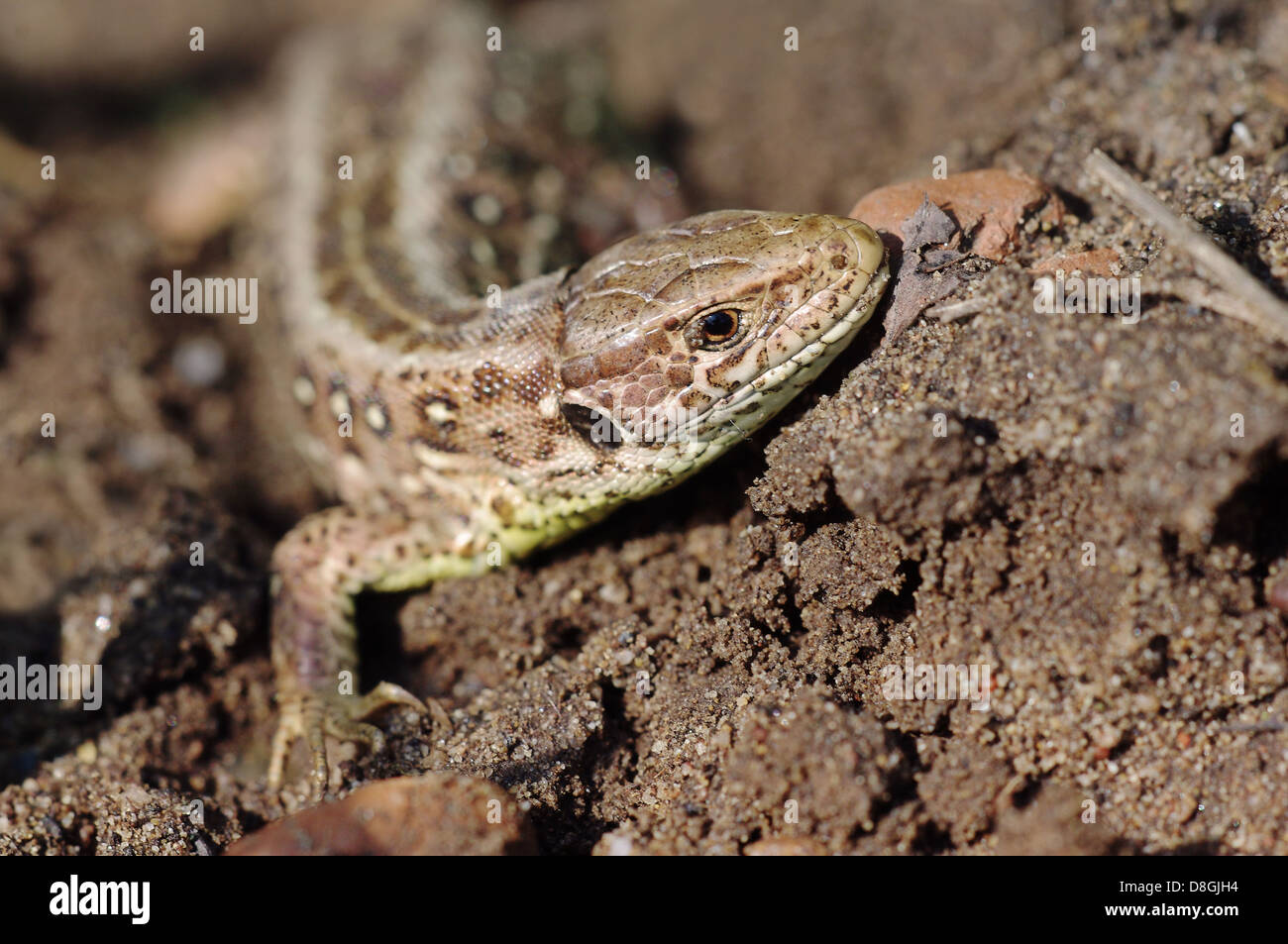 Lézard Banque D'Images