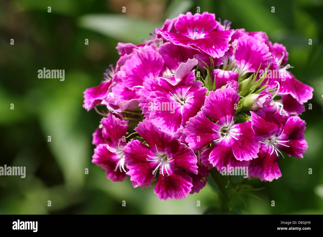 Dianthus barbatus Banque D'Images