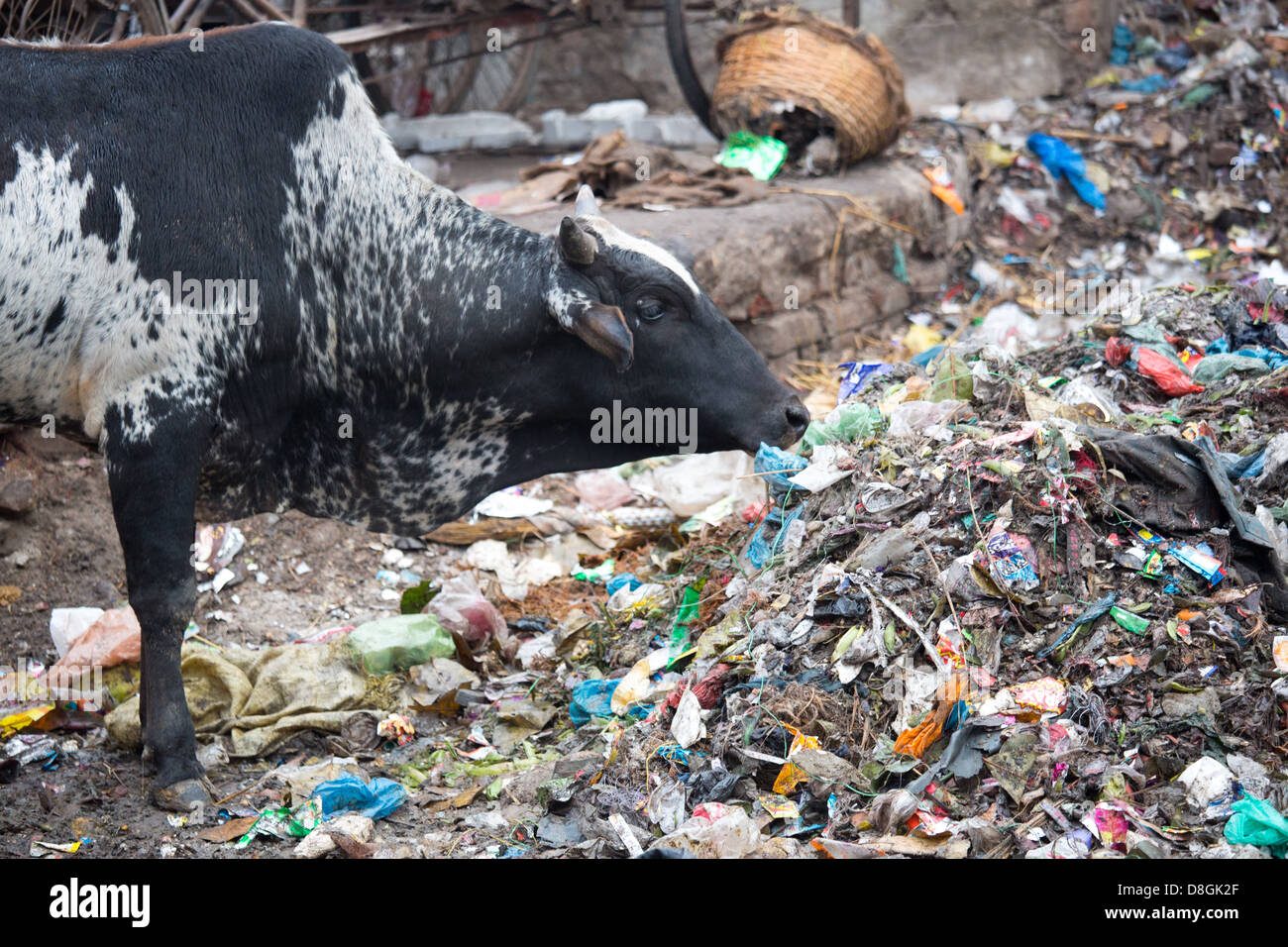Les déchets de l'alimentation des vaches à Varanasi, Inde Banque D'Images