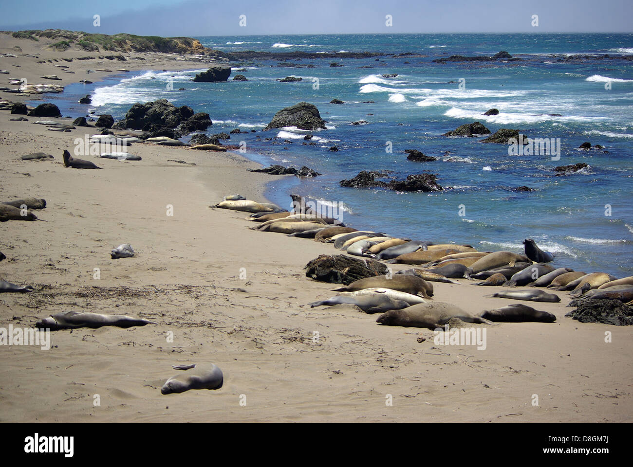 Voir Eléphant Californie Piedras Blancas Banque D'Images