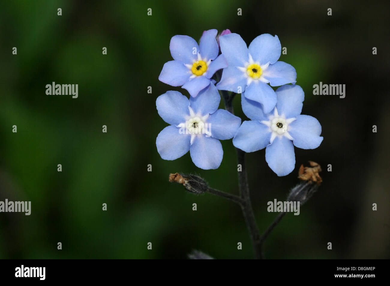 Myosotis Banque D'Images