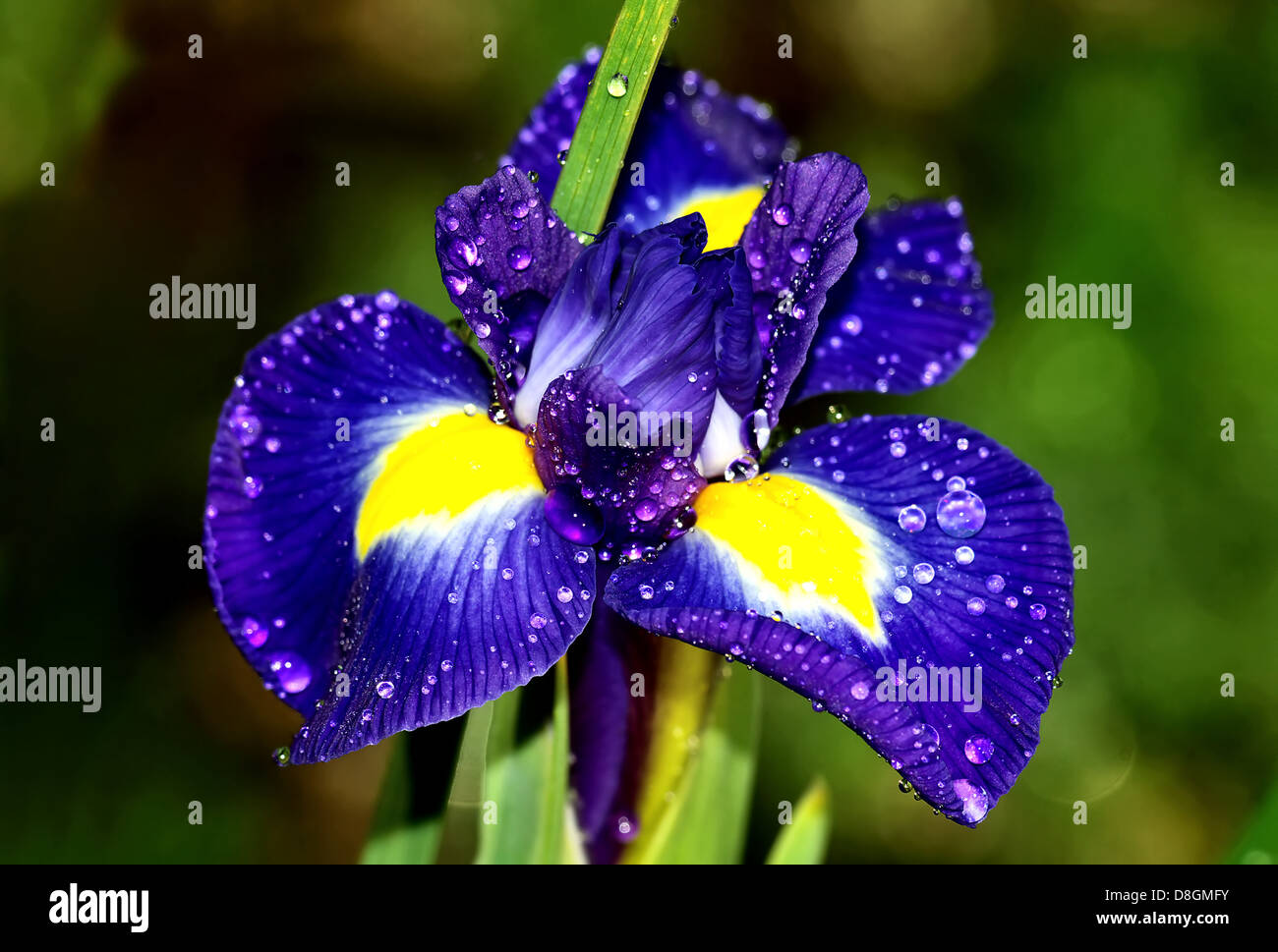Iris pumila Banque D'Images