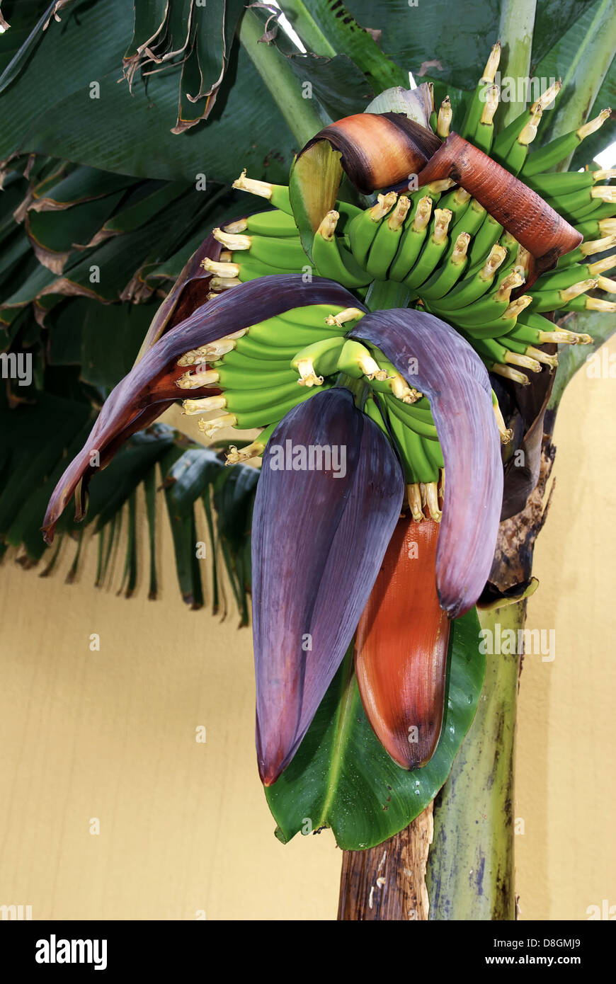 La floraison banana Banque D'Images