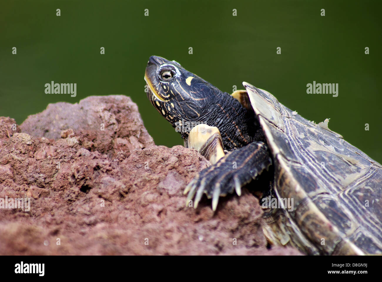 Tortue à oreilles rouges Banque D'Images