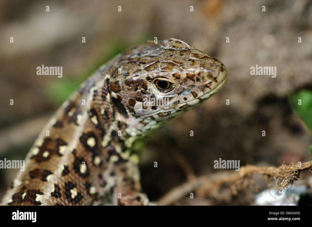 Lézard Banque D'Images