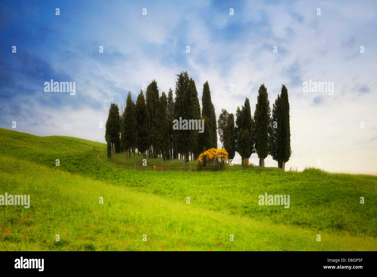 Cyprès près de Montalcino à Val d'Orcia, Toscane, Italie Banque D'Images