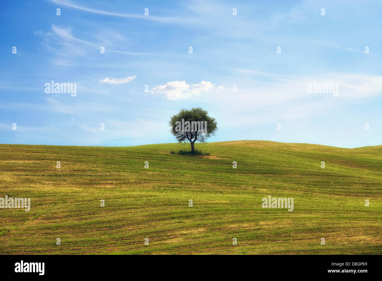 Un arbre sur un champ près de Montalcino, Toscane, Italie Banque D'Images