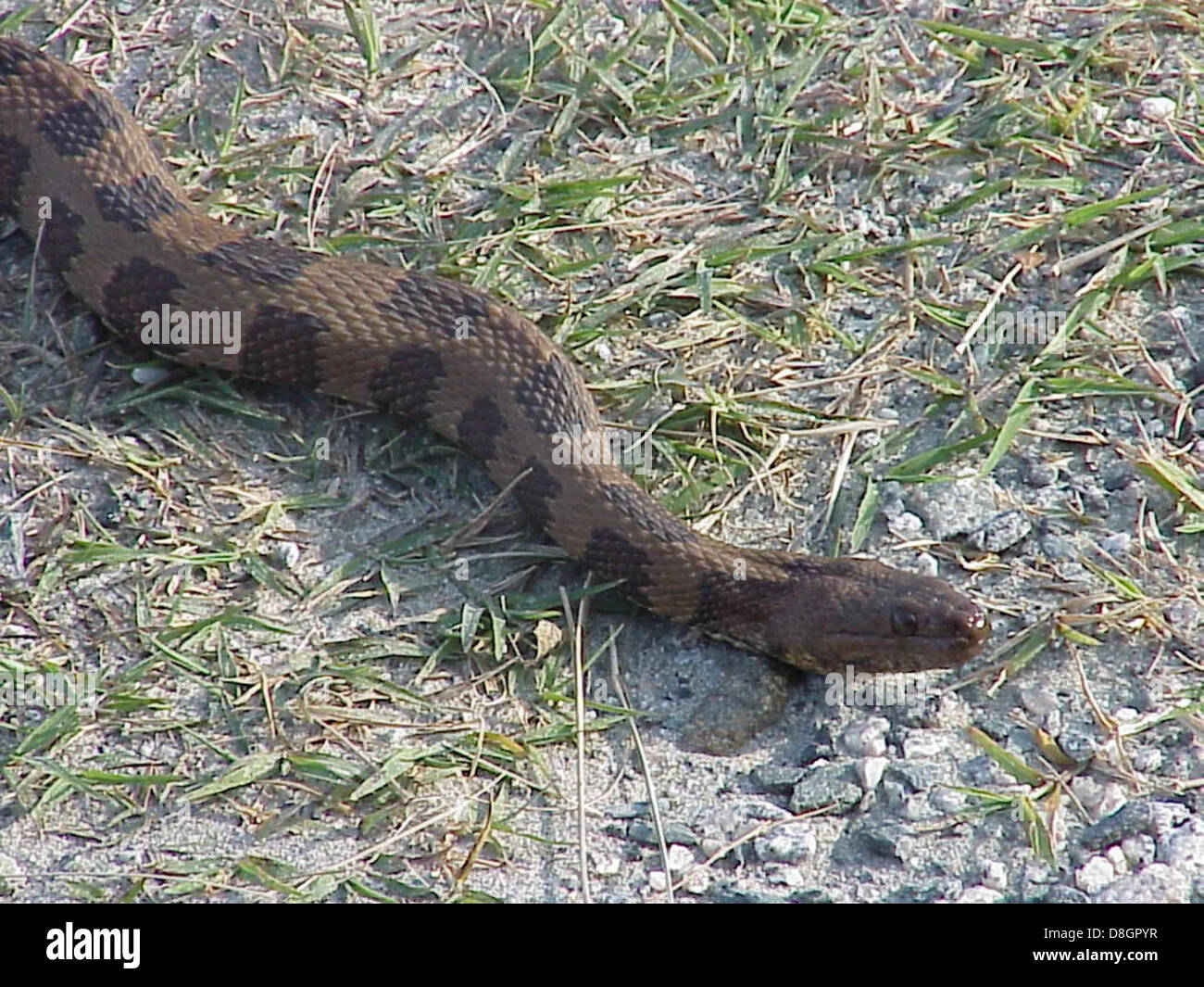 Une couleuvre d'eau brune (Nerodia taxispilota) est un reptile non venimeux que l'on trouve couramment près de l'eau. Connu pour ses marques brunes et brunes, il est souvent observé dans les milieux humides et les habitats d'eau douce. Banque D'Images