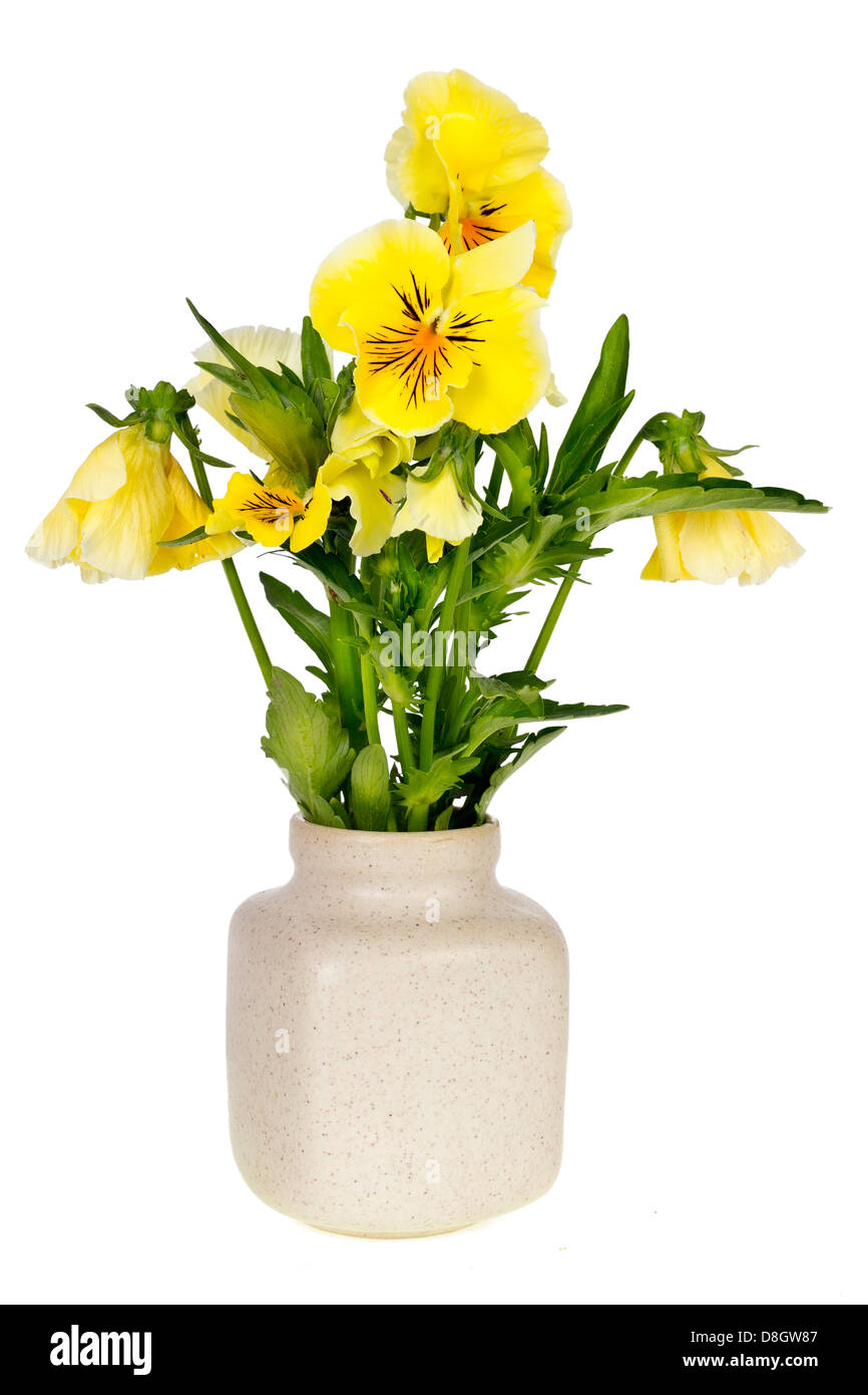 Bouquet minimaliste - jaune simple pensées en pot en céramique vase isolé Banque D'Images
