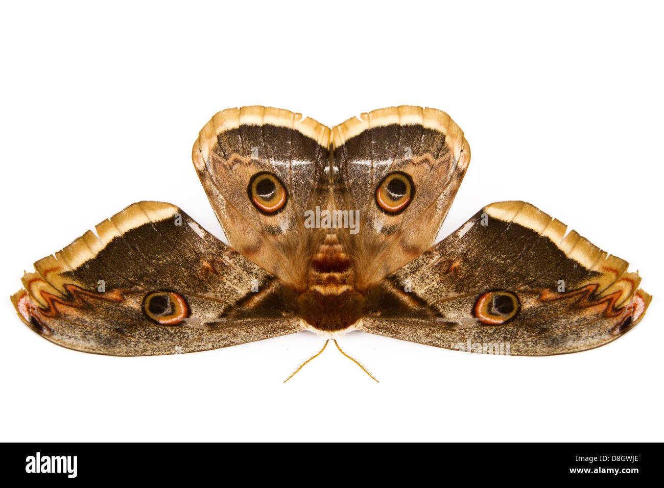 Le beau papillon papillon de soie géant appelé Cecropia moth isolé sur fond blanc Banque D'Images