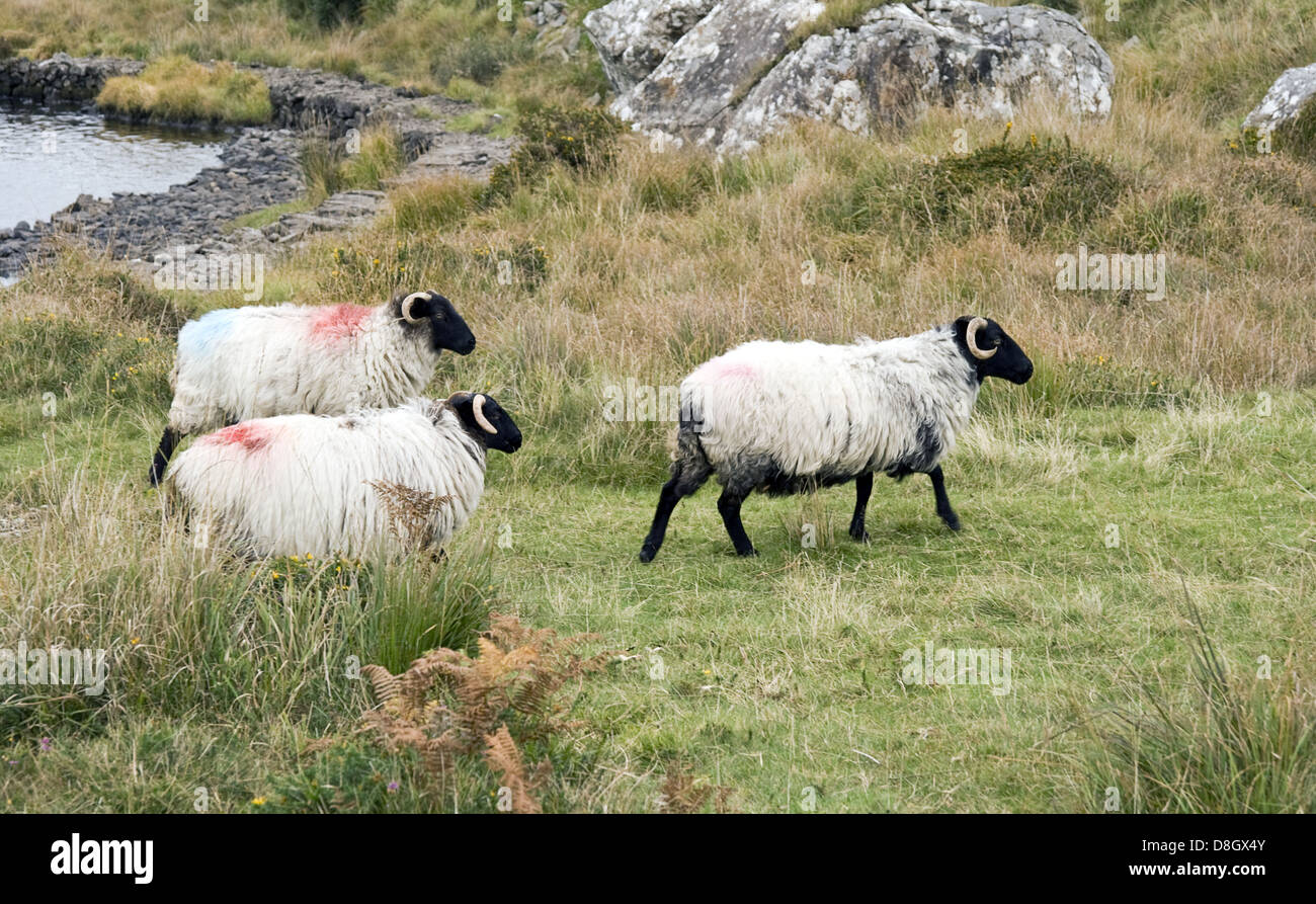 Moutons irlandais Banque D'Images