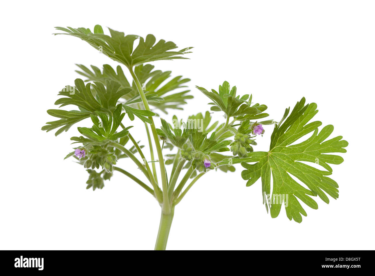 Peu de géranium (Geranium pusillum) sur fond blanc Banque D'Images