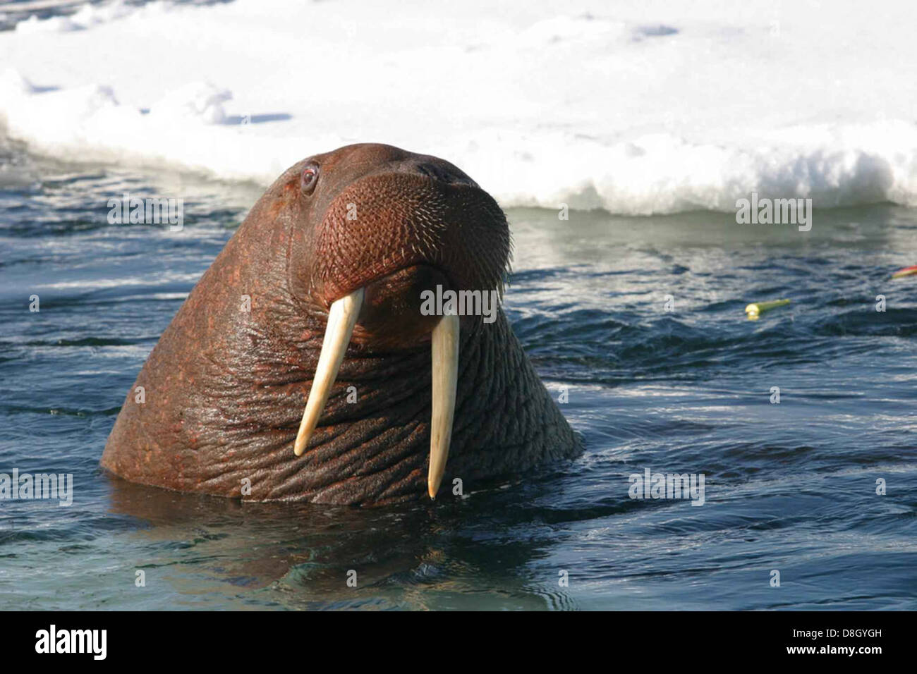 gros-plan-d-un-jeune-morse-taureau-un-mammif-re-marin-dans-l-eau-l