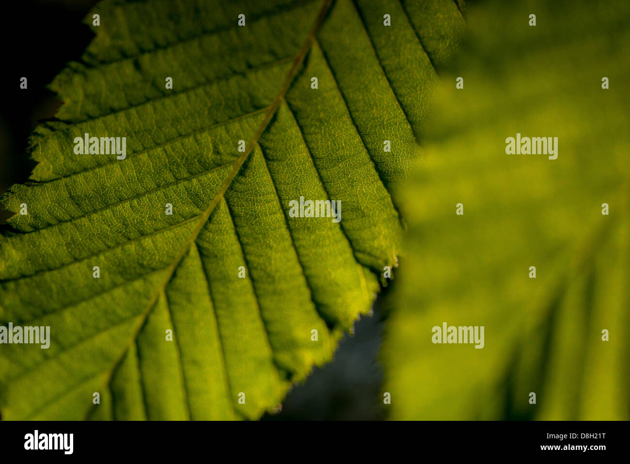 Close-up photos générique de feuilles sur les arbres, East Sussex, UK. Banque D'Images