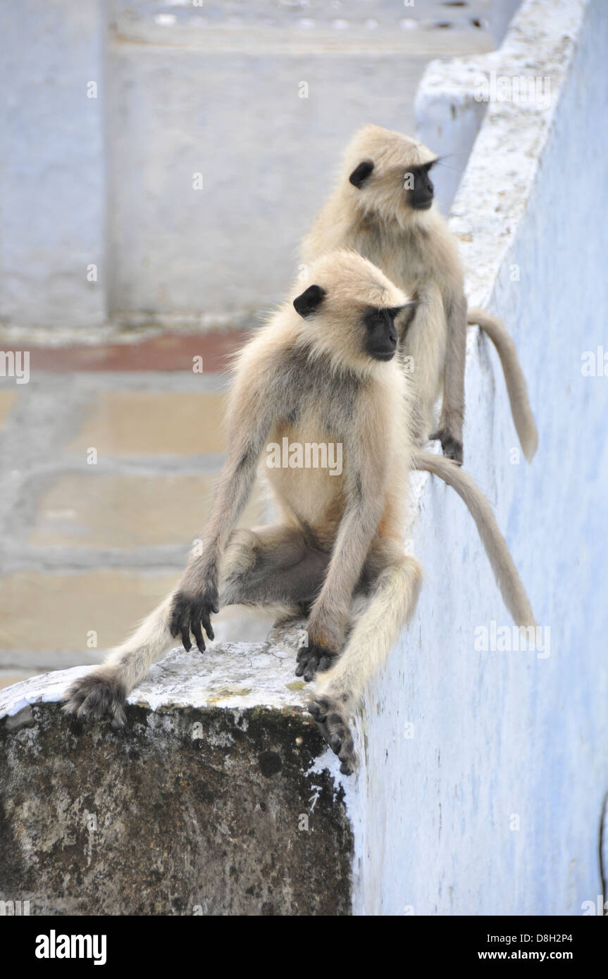 Langurs Hanuman ou, à face noire ou gris communs entelle à Jodhpur, Rajasthan, India Banque D'Images