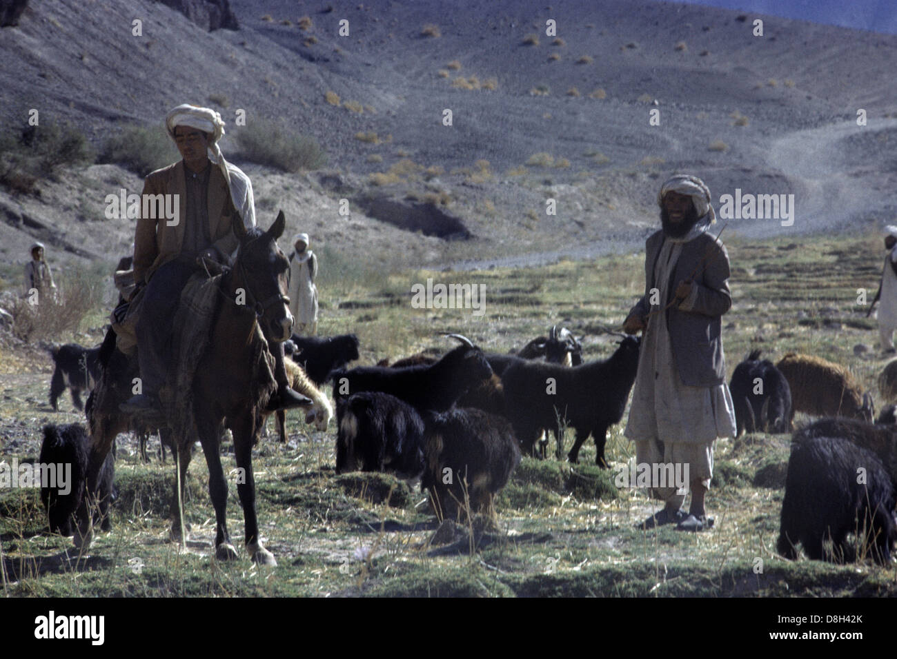 Les hommes nomades à cheval et les bovins Banque D'Images