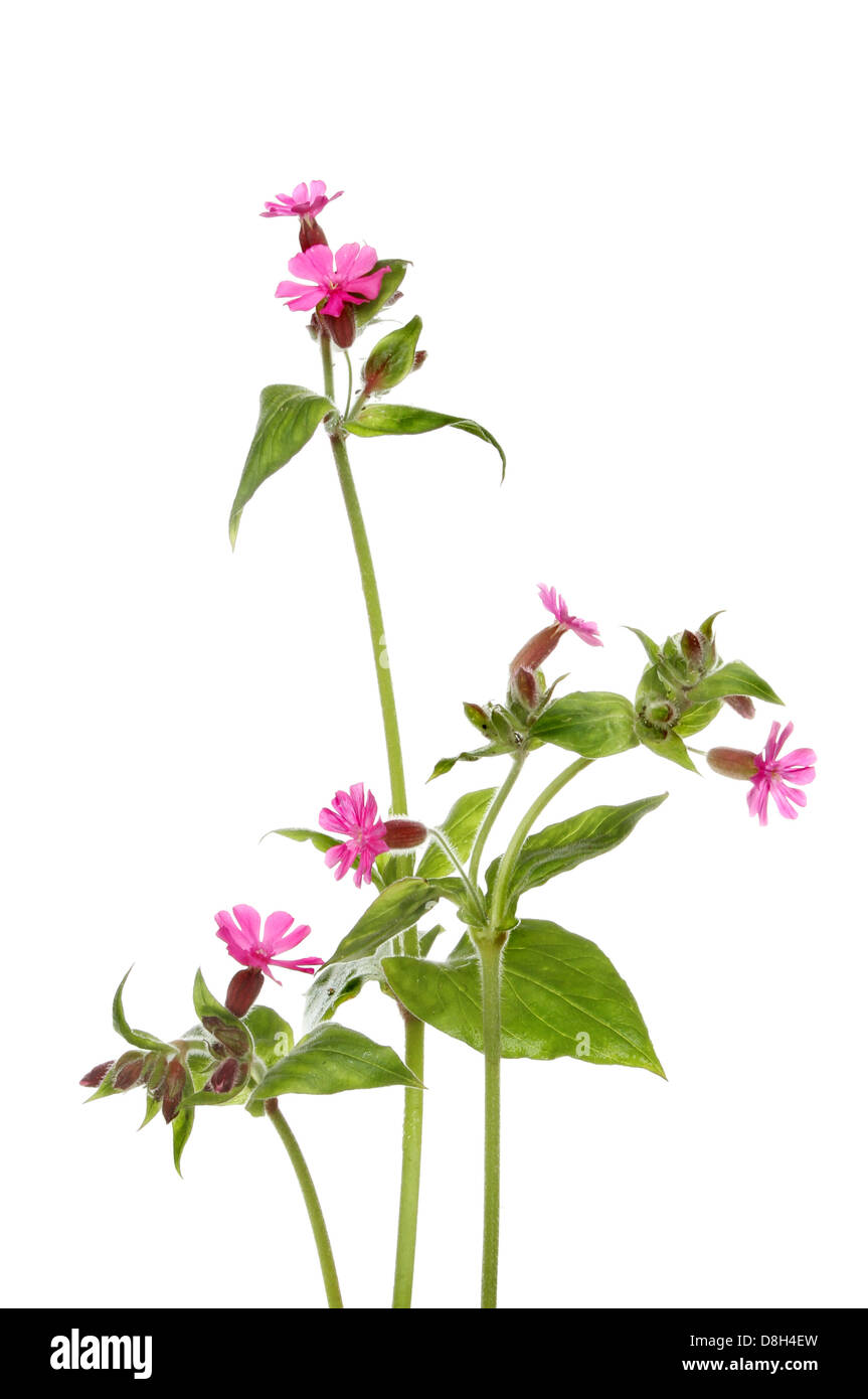 Campion rose fleurs sauvages et le feuillage isolés contre white Banque D'Images
