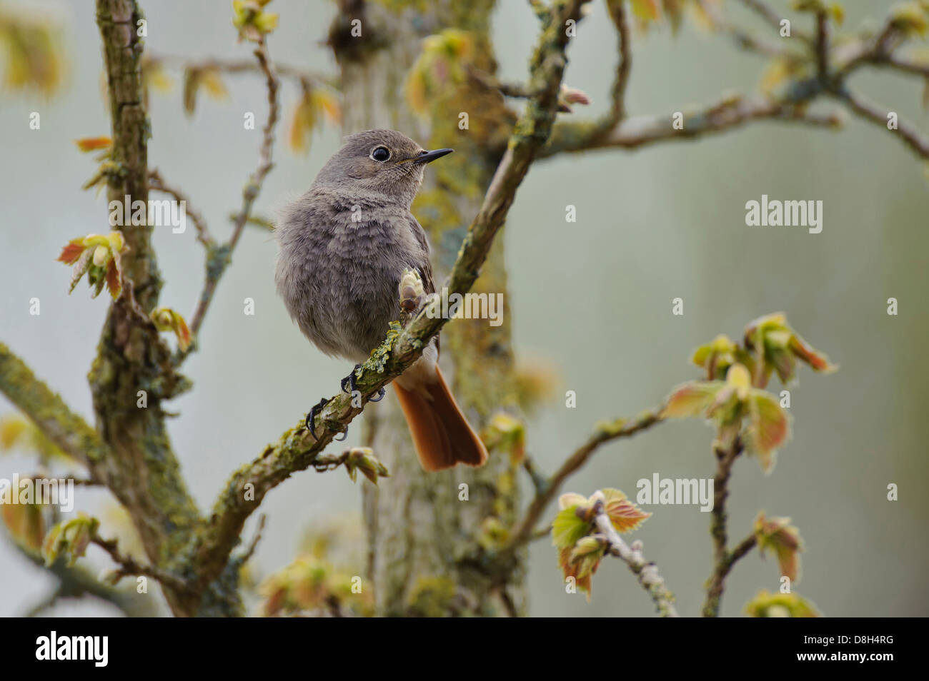 Rougequeue noir Phoenicurus ochruros, Allemagne, Banque D'Images