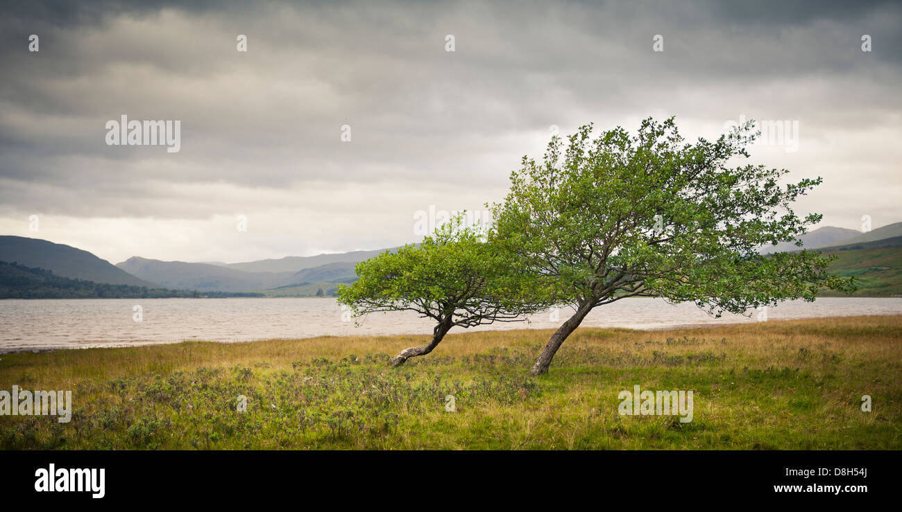 Les arbres tordus en face d'un lac dans les Highlands, Ecosse, Royaume-Uni Banque D'Images
